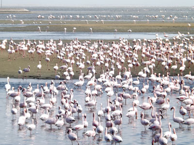 Flamingos