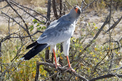 Pale Chanting Goshawk