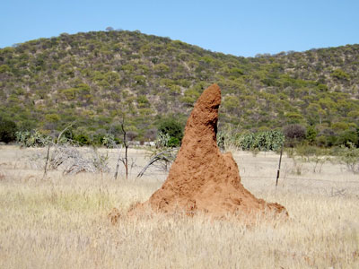 Termite Mound