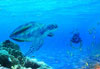 Zanzibar watersports