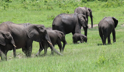 Elephants, Botswana