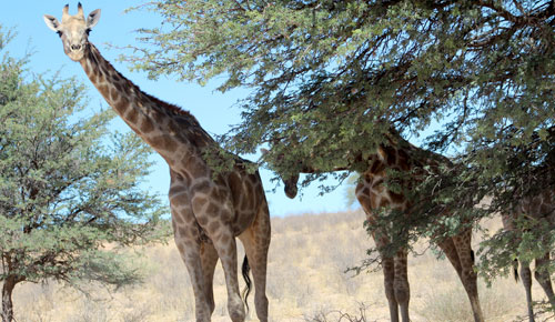 Giraffe in the Kalahari Desert