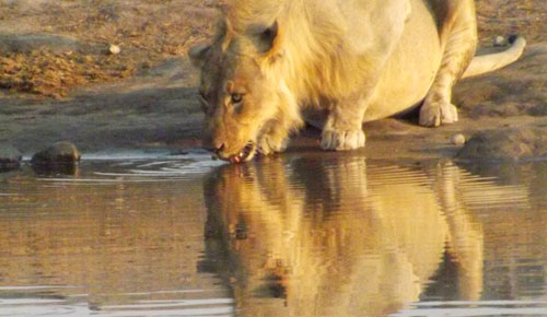 Lion drinking