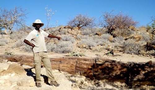 Petrified forest, Namibia
