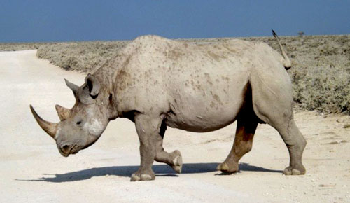 Rhino, Etosha