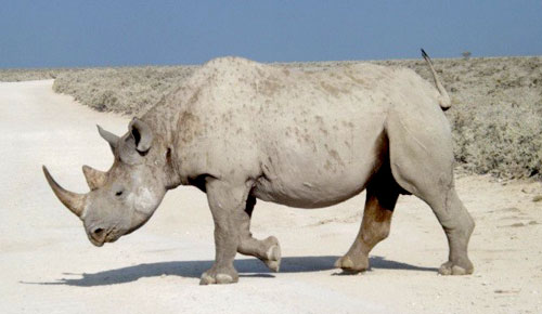 Rhinocerous