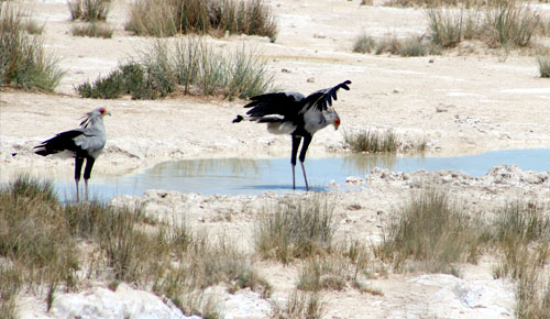 Secretary Birds - wildlife safari, Namibia