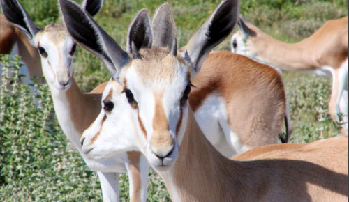 Springbok, Etosha National Park