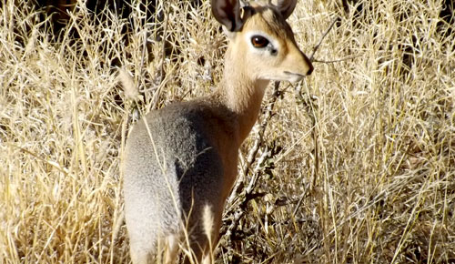 Steenbok